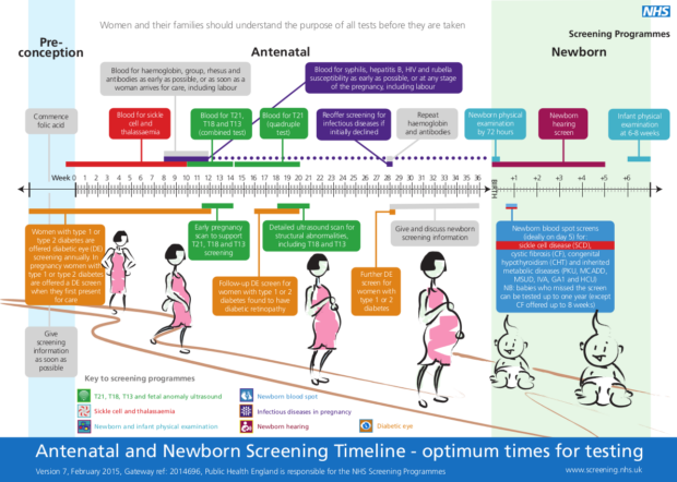 The antenatal and newborn screening timeline, showing optimum times for testing.