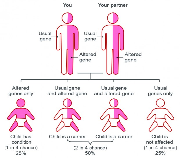 A diagram showing how genes can be passed from parents to children.