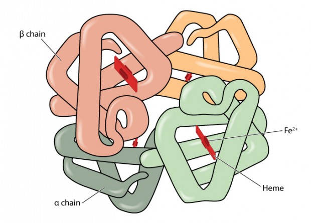 (Structure of the haemoglobin molecule showing alpha and beta chains, heme groups and iron atoms.