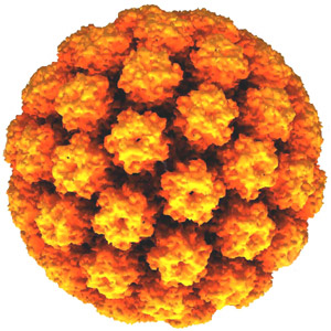 A close-up of human papillomavirus.