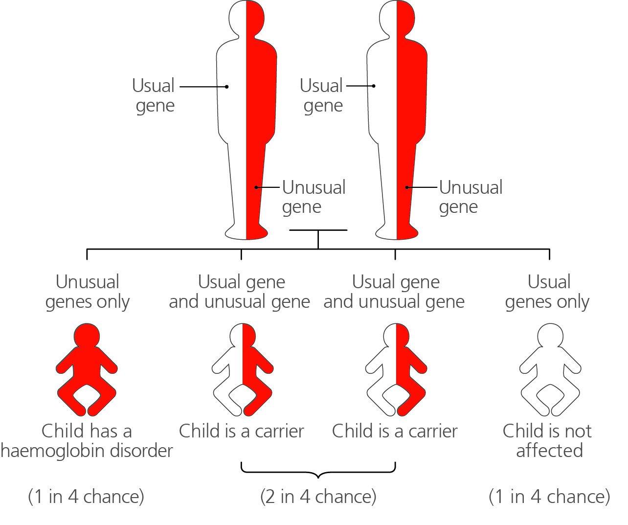 A diagram showing the chance of inheriting a condition based on the parents' genes. If both parents are carriers there is a 1 in 4 chance the child has a haemoglobin disorder, a 2 in 4 chance the child is a carrier, and a 1 in 4 chance the child is not affected.