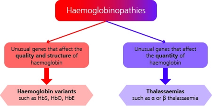 Hemoglobin Levels Chart Uk