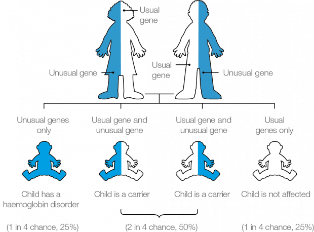 Haemoglobin disorder inheritance diagram that is included in the Understanding haemoglobinopathies chapter of the programme handbook