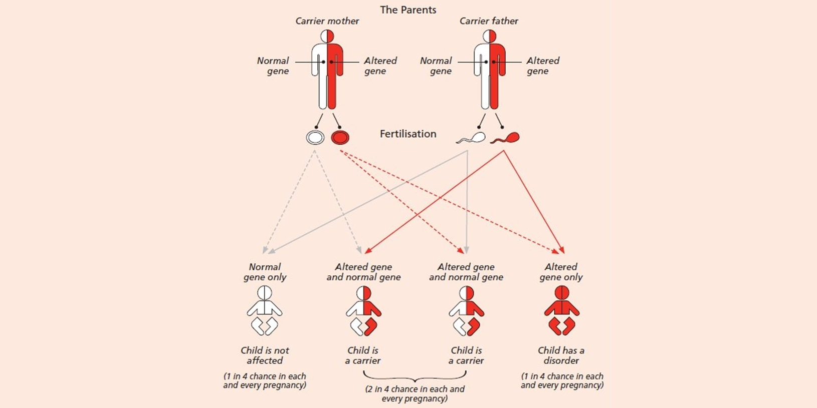 Genetic inheritance diagram showing that both parents need to have an altered gene for their child to have sickle cell disease or thalassaemia