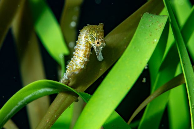 A seahorse in some blades of grass