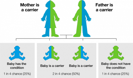 New Alpha Zero Thalassaemia Carrier Digital Leaflet PHE Screening   Alpha Zero Inheritance Diagram 2 Carriers 435x257 